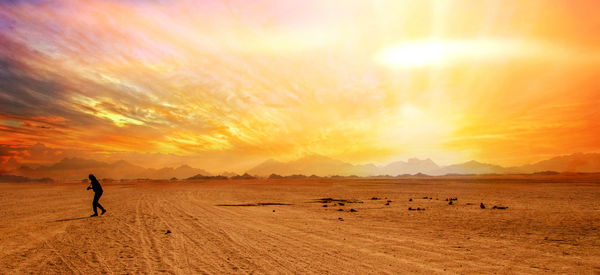 Full length of a horse on field during sunset