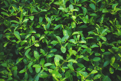 Full frame shot of fresh green plants