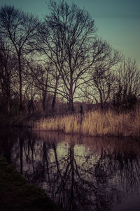 Reflection of trees in lake