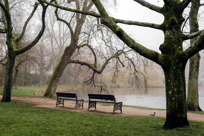 Foggy morning in the city park.