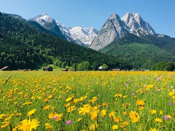 Scenic view of flowering plants and mountains against sky