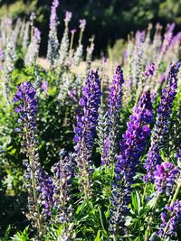 Close-up of purple lavender flowers on field