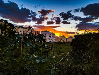 Plants growing on field by buildings against sky during sunset