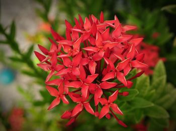 Close-up of red flower