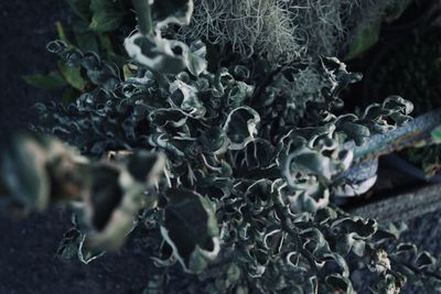 Close-up of lichen on land