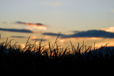 Close-up of silhouette grass against sky during sunset