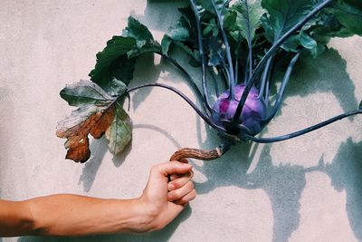 Midsection of person holding plant against wall