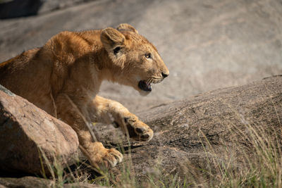 Lion cub on field