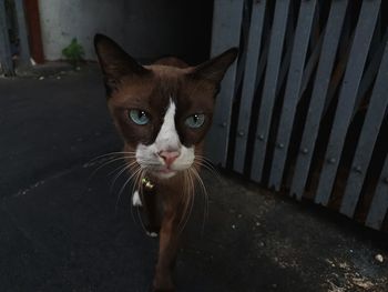 Portrait of cat standing outdoors