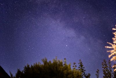 Picture of the milky way with some plants in the foreground.