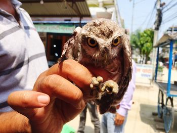 Found a wounded baby owl