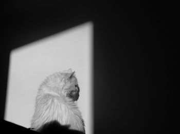 Close-up of a cat looking away