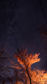 Low angle view of tree against sky at night