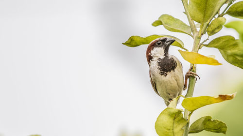 Close-up of bird perching on a tree