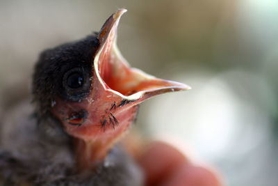 Close-up of a bird