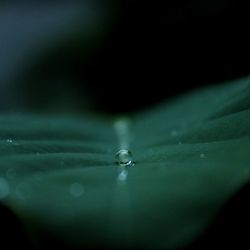 Close-up of water drop on flower