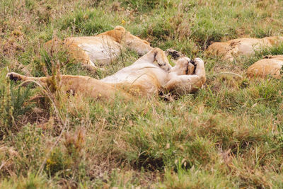 Lioness with cubs on field