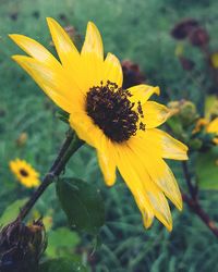 Close-up of yellow flower