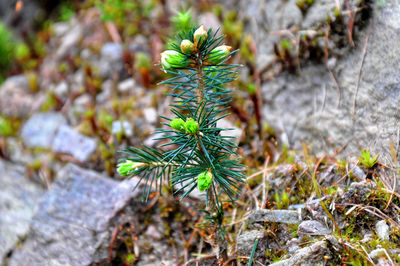 Close-up of succulent plant on rock