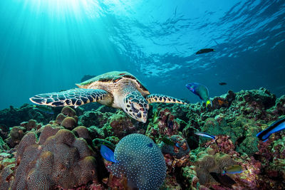 High angle view of fish swimming in sea