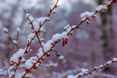 Branches of berberis thunbergii golden ring in winter with red ripe berries. 