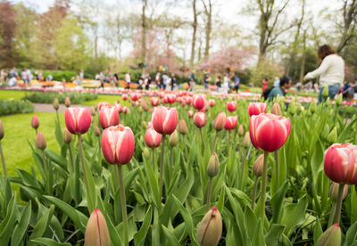 Close-up of red tulips in park