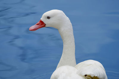 Close-up of swan