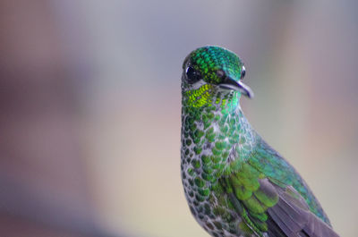 Close-up of peacock