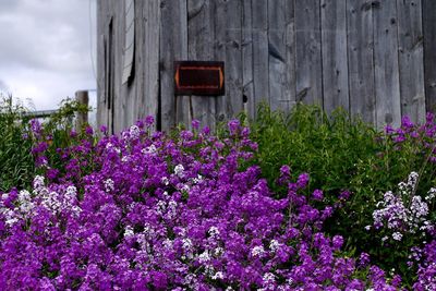 Pink flowers blooming in park