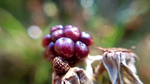 Close up of berries