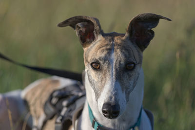 Symmetry and two tone color makes this portrait of a greyhound staring directly at the camera