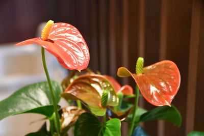 Close-up of orange flowering plant