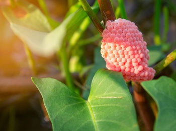 Close-up of pink flowering plant