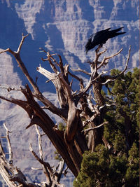 Close-up of dead tree