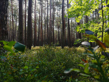 Plants and trees on field in forest