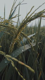 Close-up of wet grass growing on field