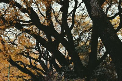 Low angle view of tree against sky