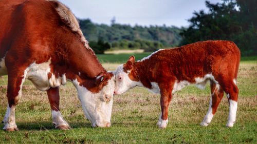 Cow grazing on field