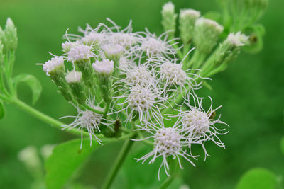 Close-up of white flowering plant