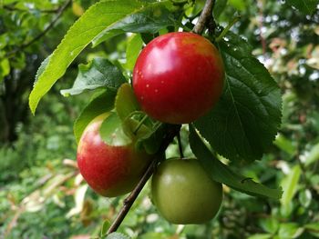 Close-up of cherries on tree