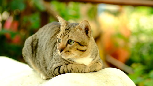 Close-up of a cat looking away