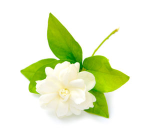 Close-up of white flowering plant