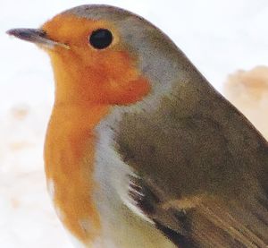 Close-up of turtle in sea