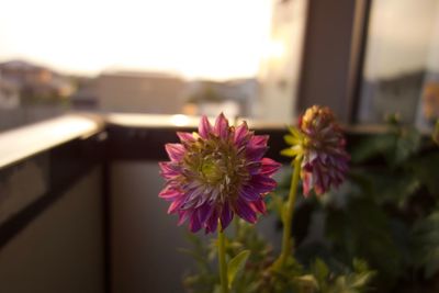 Close-up of pink flowering plant against sky