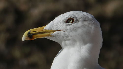 Close-up of seagull