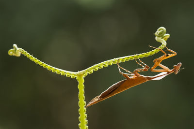 Dead leaf mantis on unique fern