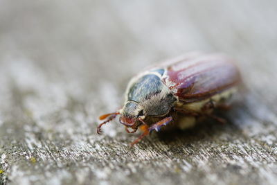 Close-up of insect on wood