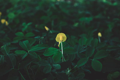 Close-up of yellow flower blooming outdoors