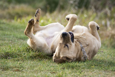 Close-up of dog relaxing on field