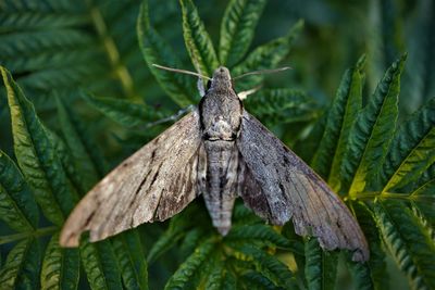 Close-up of  pine hawk-moth on leaf